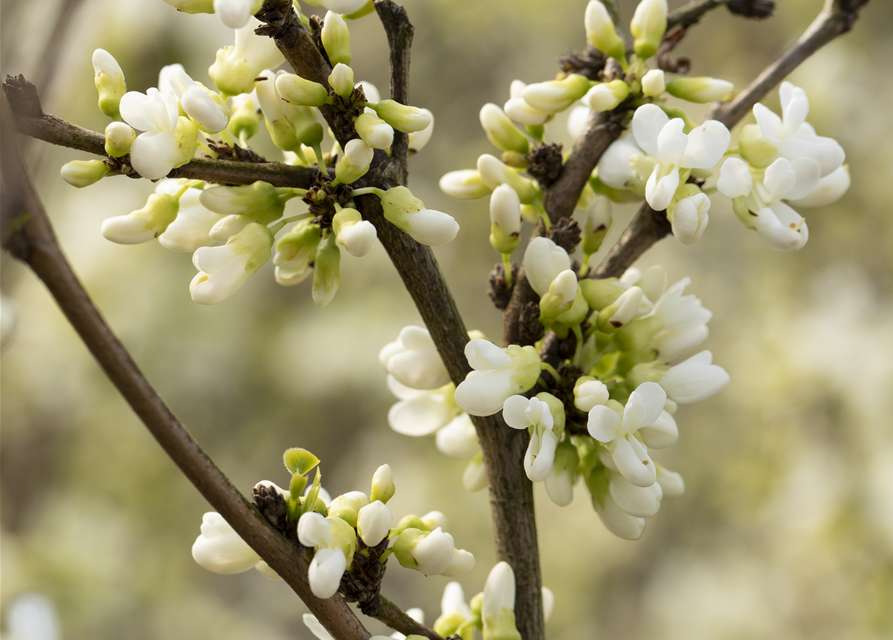 Cercis chinensis Shirobana