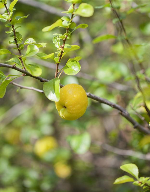 Chaenomeles Hybride Friesdorfer Typ