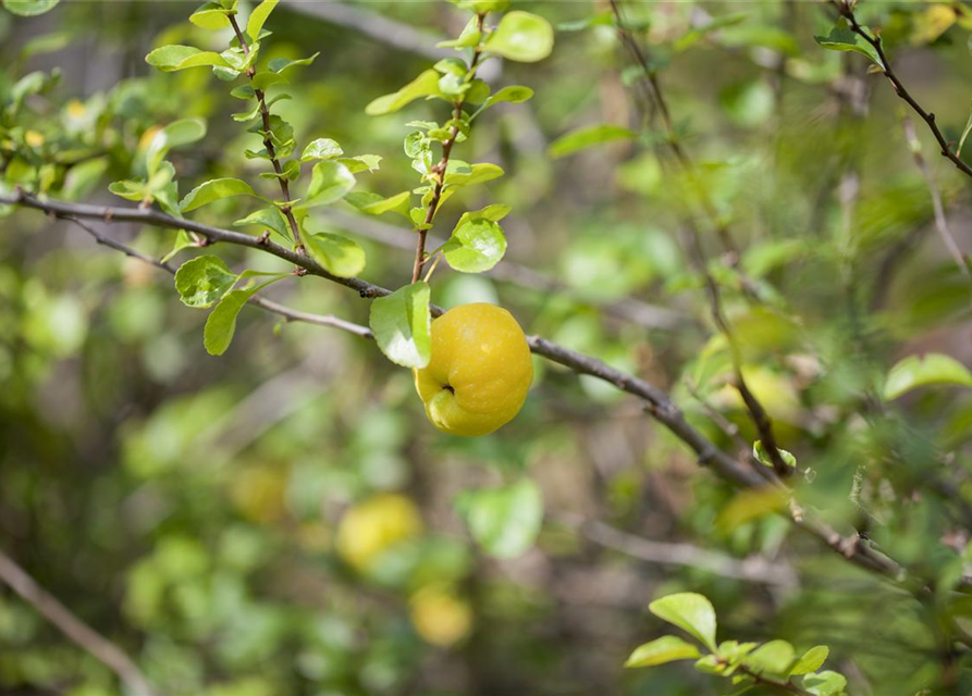 Chaenomeles Hybride Friesdorfer Typ