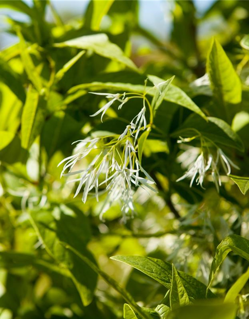 Chionanthus virginicus