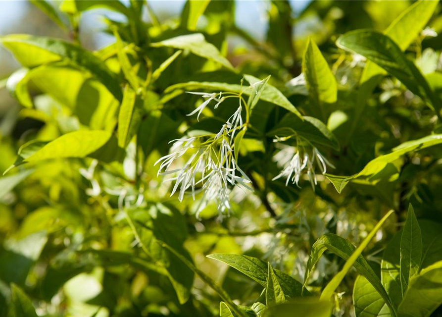 Chionanthus virginicus