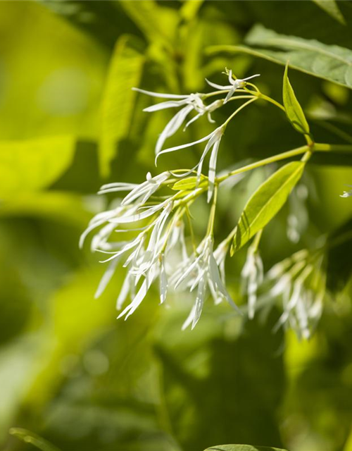 Chionanthus virginicus