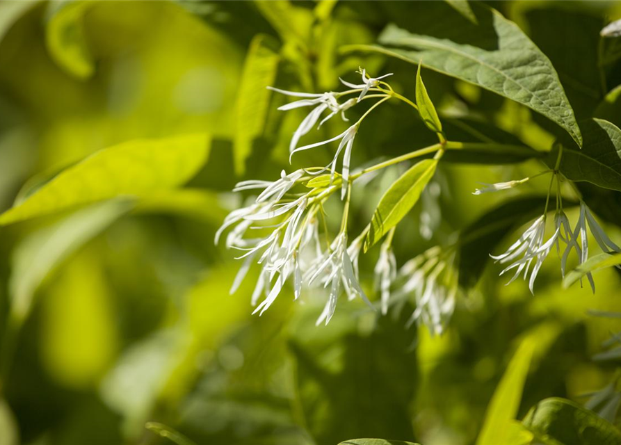 Chionanthus virginicus