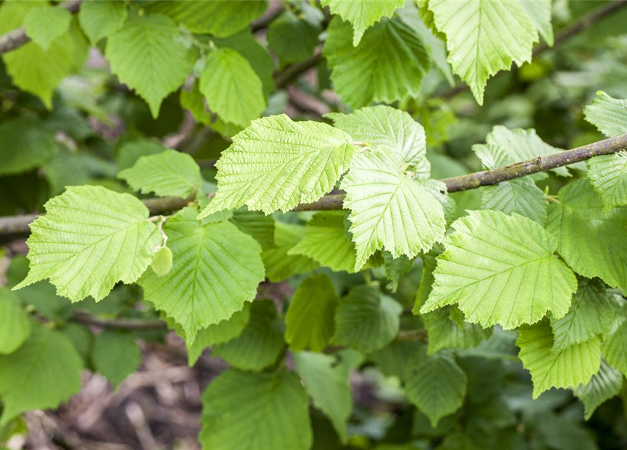 Corylus avellana