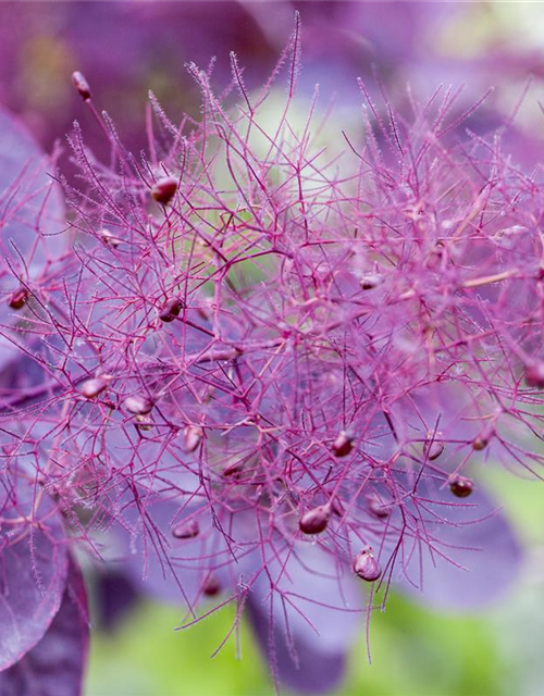 Cotinus coggygria Royal Purple