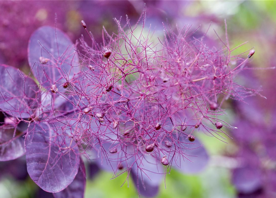 Cotinus coggygria Royal Purple