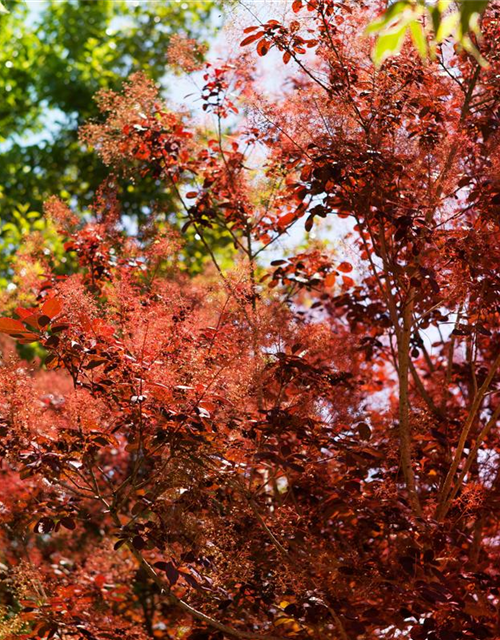 Cotinus coggygria Royal Purple