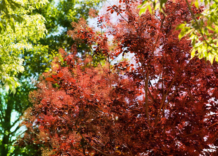 Cotinus coggygria Royal Purple