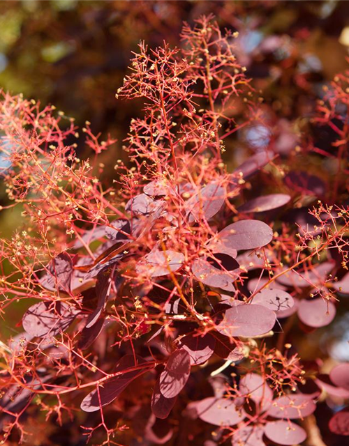 Cotinus coggygria Royal Purple