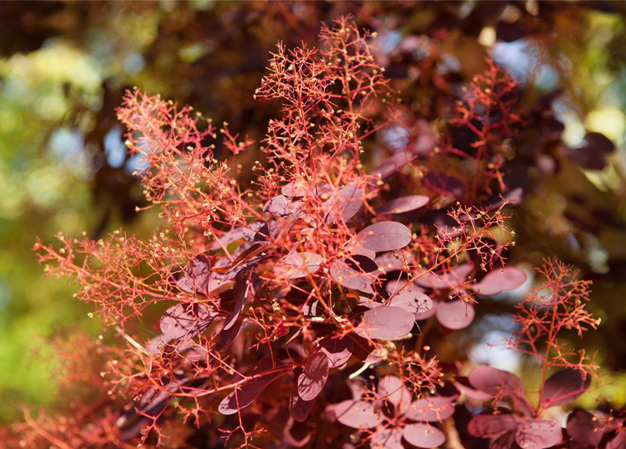 Cotinus coggygria Royal Purple