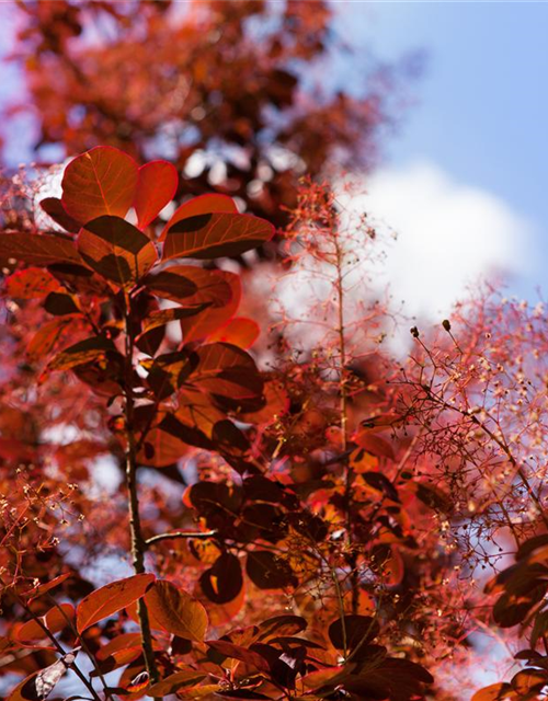 Cotinus coggygria Royal Purple