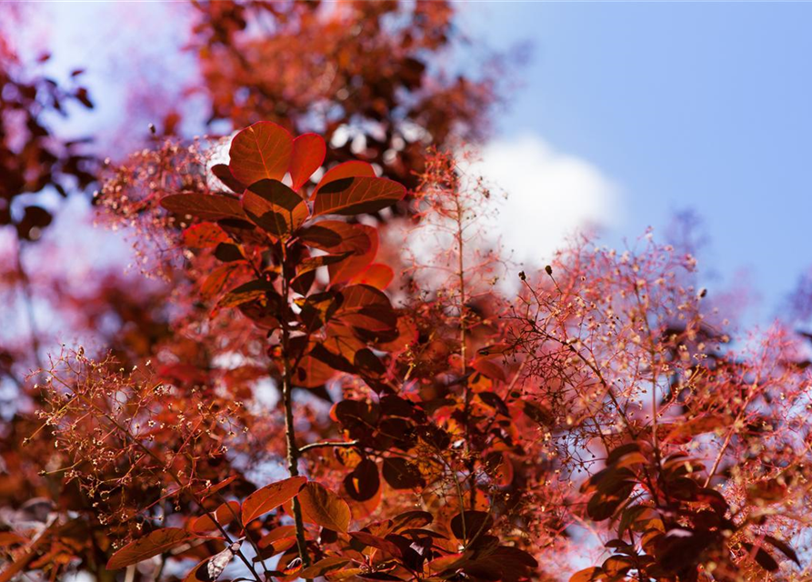 Cotinus coggygria Royal Purple