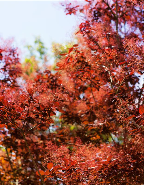 Cotinus coggygria Royal Purple