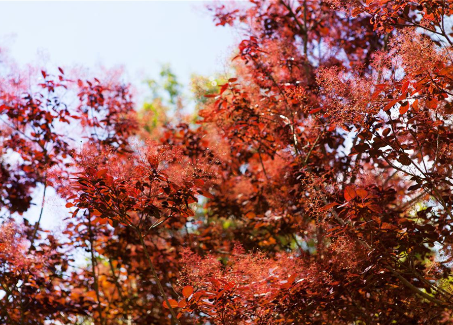 Cotinus coggygria Royal Purple