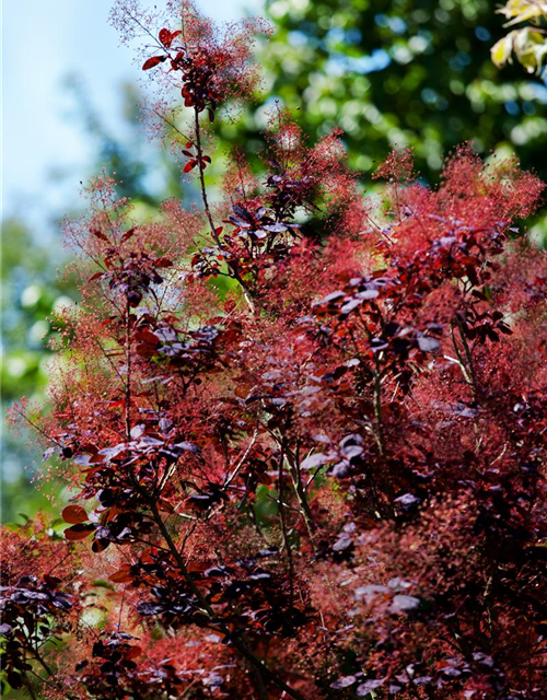 Cotinus coggygria Royal Purple