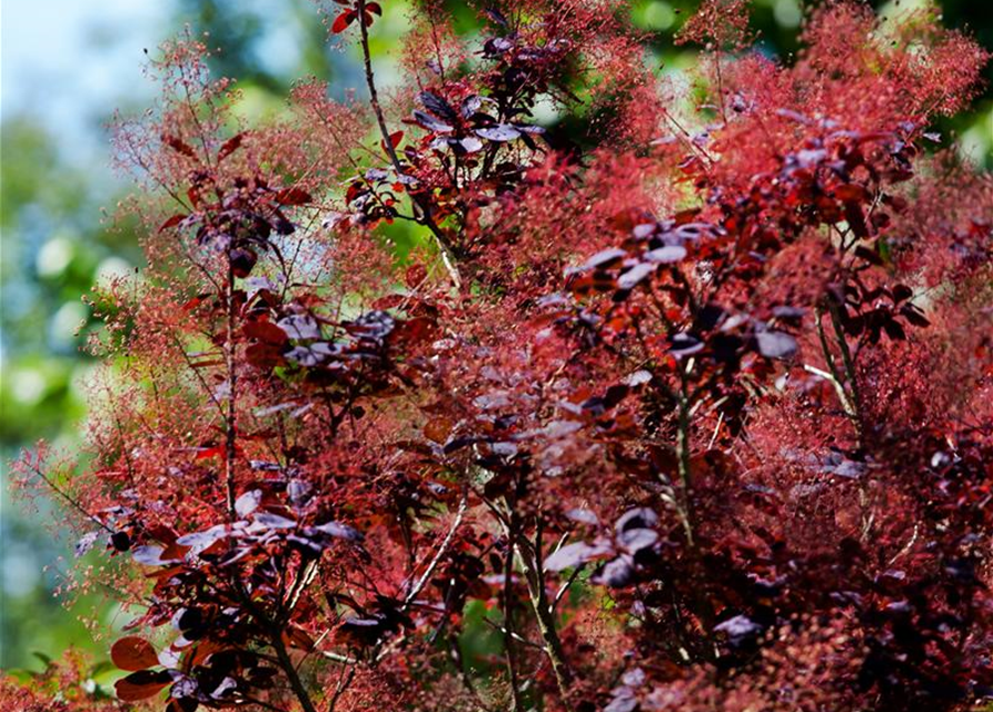 Cotinus coggygria Royal Purple