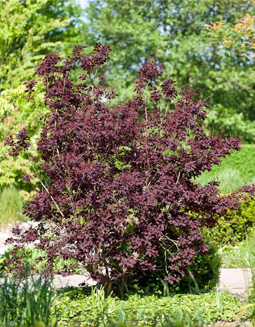 Cotinus coggygria Royal Purple