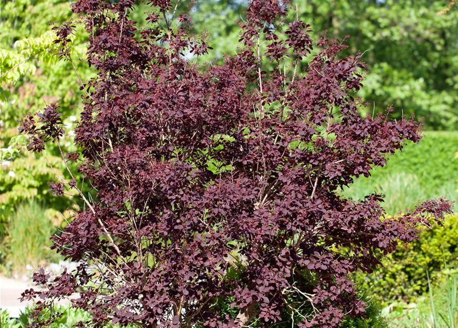 Cotinus coggygria Royal Purple