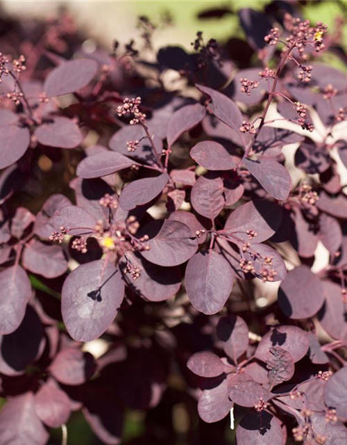 Cotinus coggygria Royal Purple