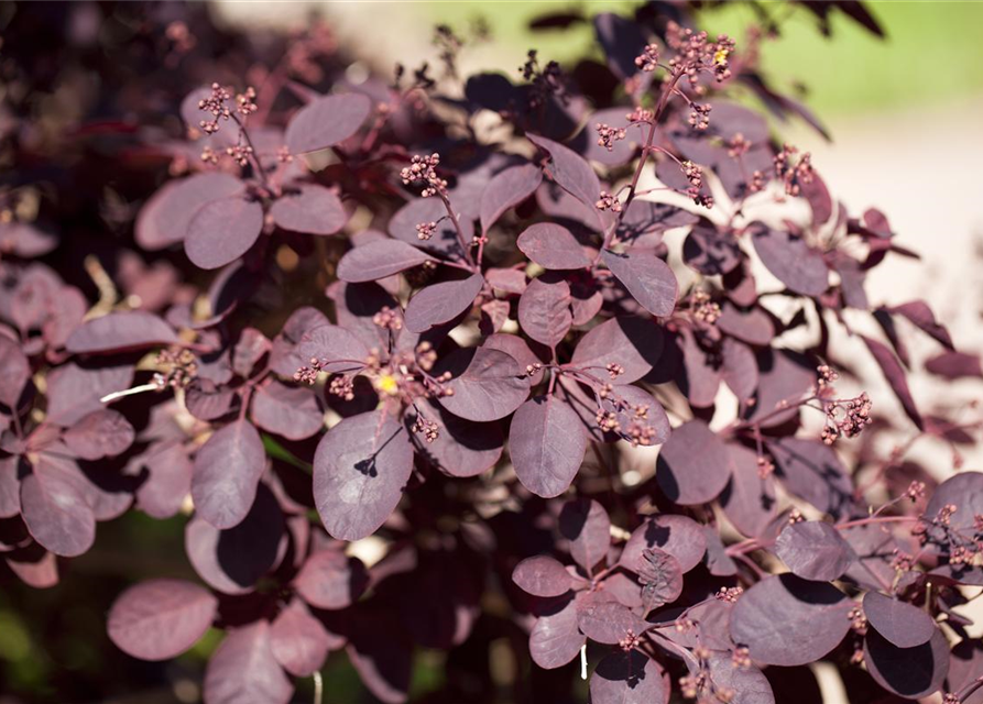 Cotinus coggygria Royal Purple