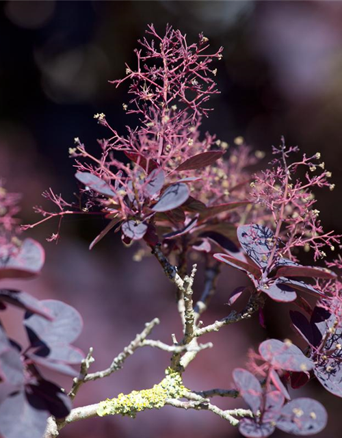 Cotinus coggygria Royal Purple