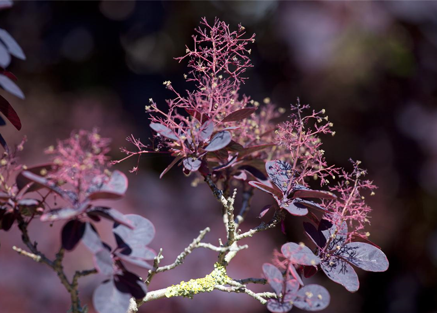 Cotinus coggygria Royal Purple