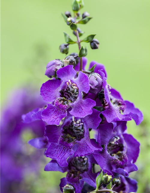 Angelonia angustifolia archangel