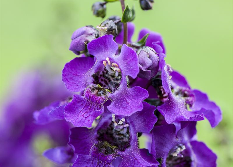 Angelonia angustifolia archangel