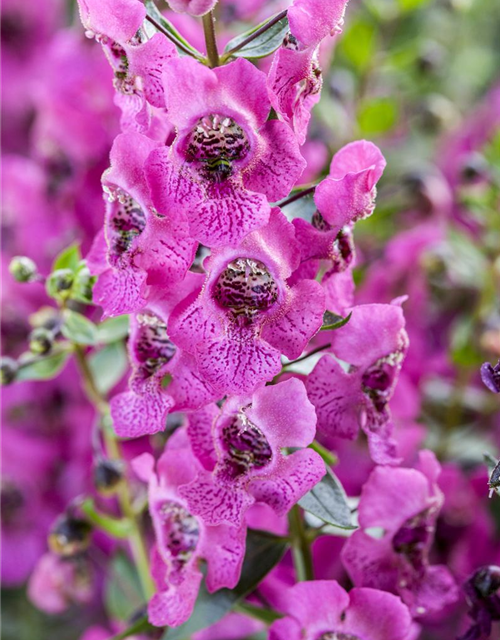 Angelonia angustifolia archangel