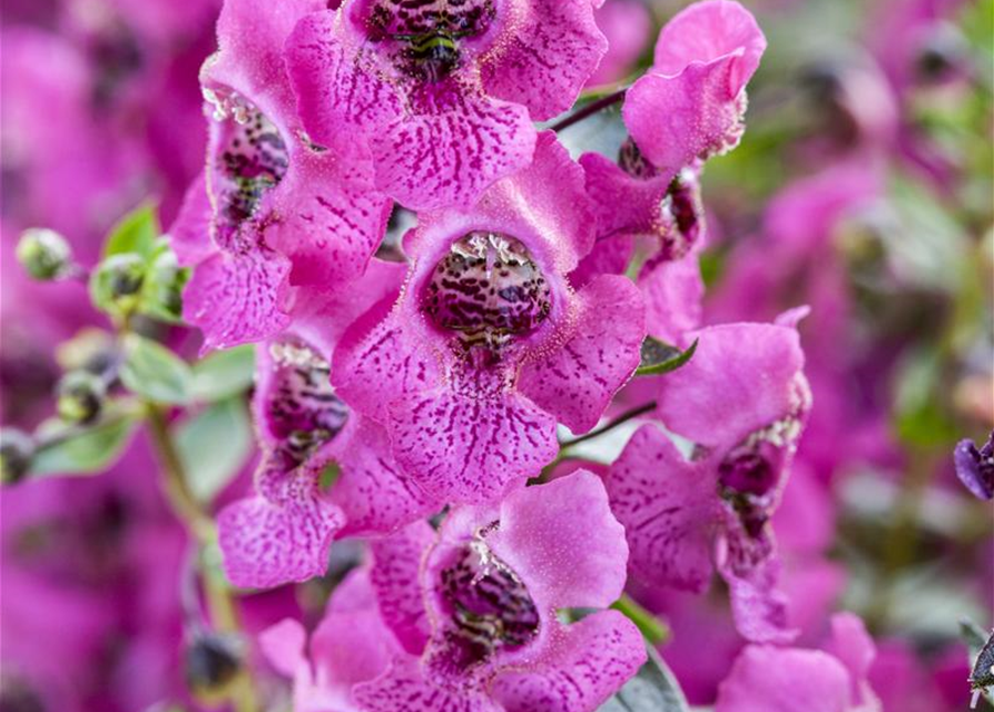 Angelonia angustifolia archangel