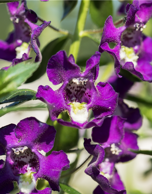 Angelonia angustifolia archangel