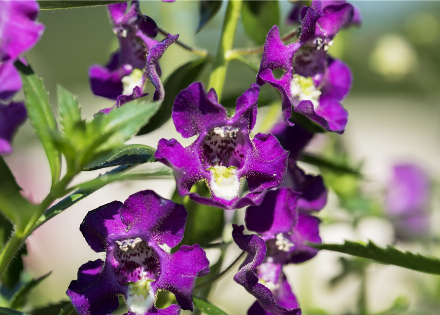 Angelonia angustifolia archangel