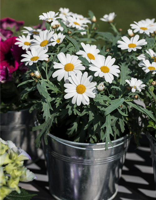 Argyranthemum frutescens Mini Mix T6