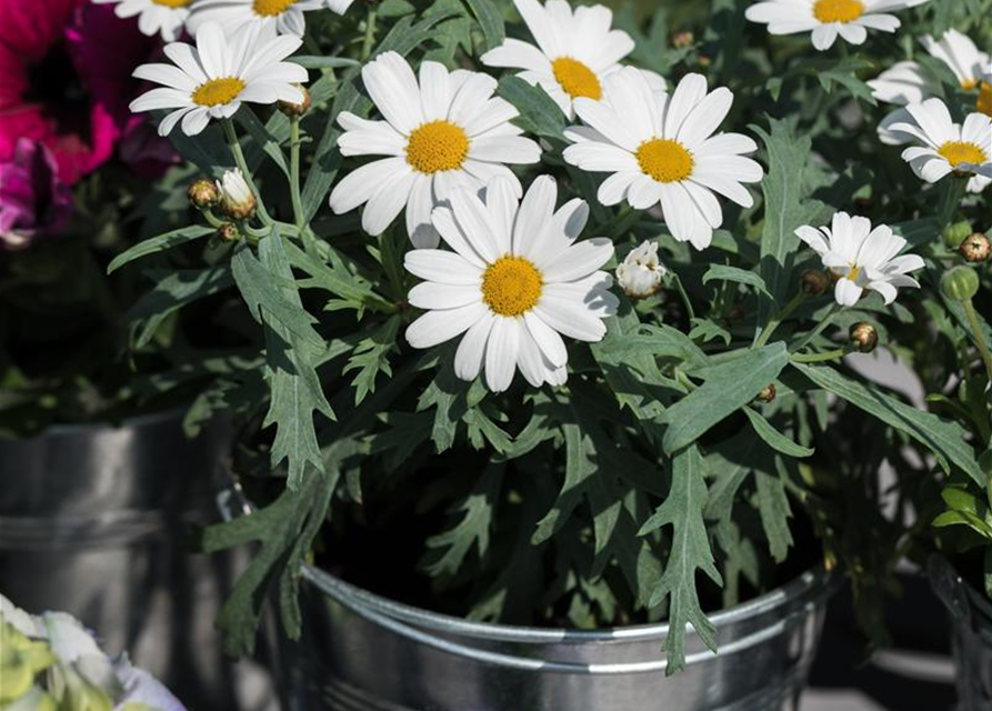 Argyranthemum frutescens Mini Mix T6