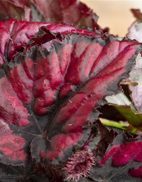 Begonia Rex Hybrid Red Heart