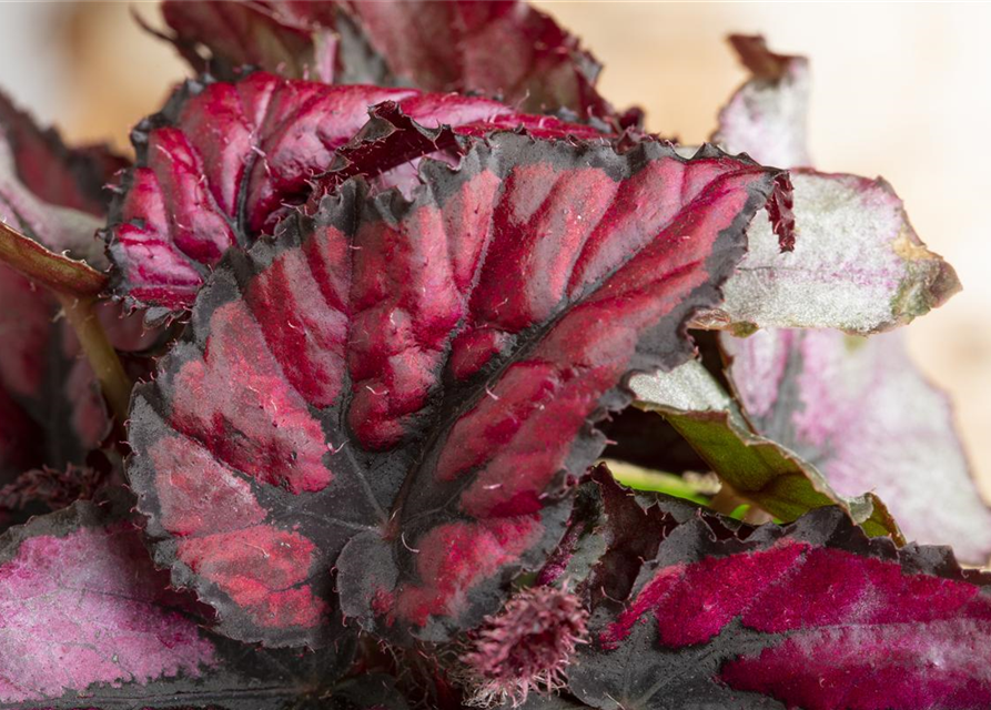 Begonia Rex Hybrid Red Heart