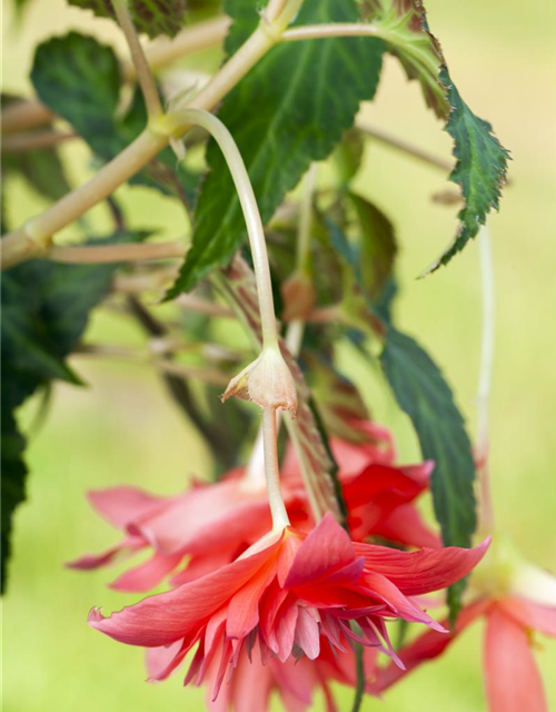 Begonia tuberhybrida hängend