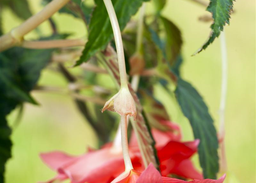 Begonia tuberhybrida hängend