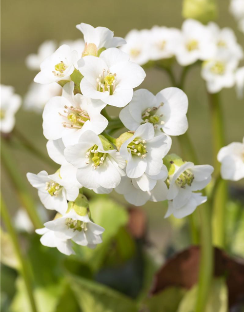 Bergenia cordifolia Schneekristall