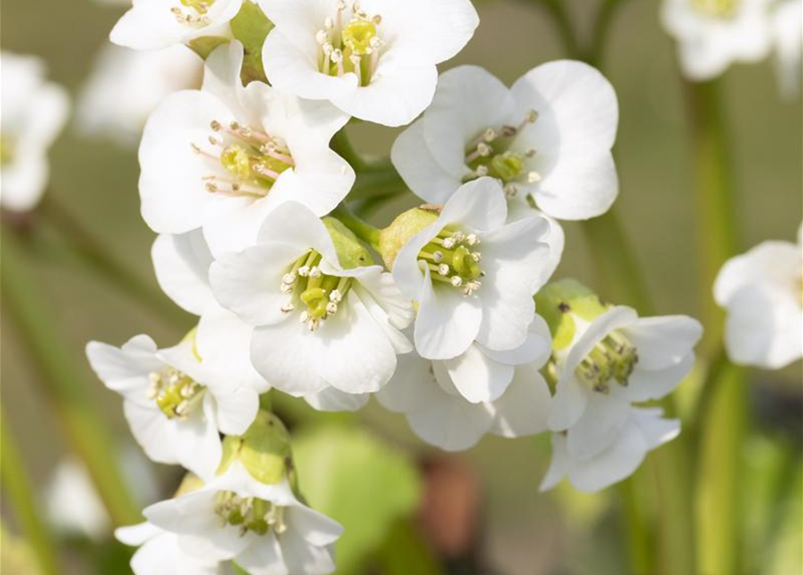 Bergenia cordifolia Schneekristall