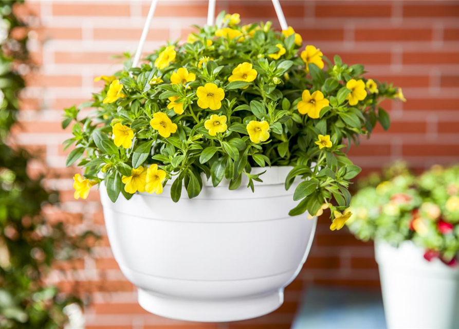 Calibrachoa Ampel