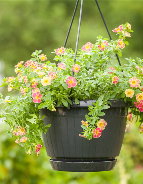 Calibrachoa Ampel