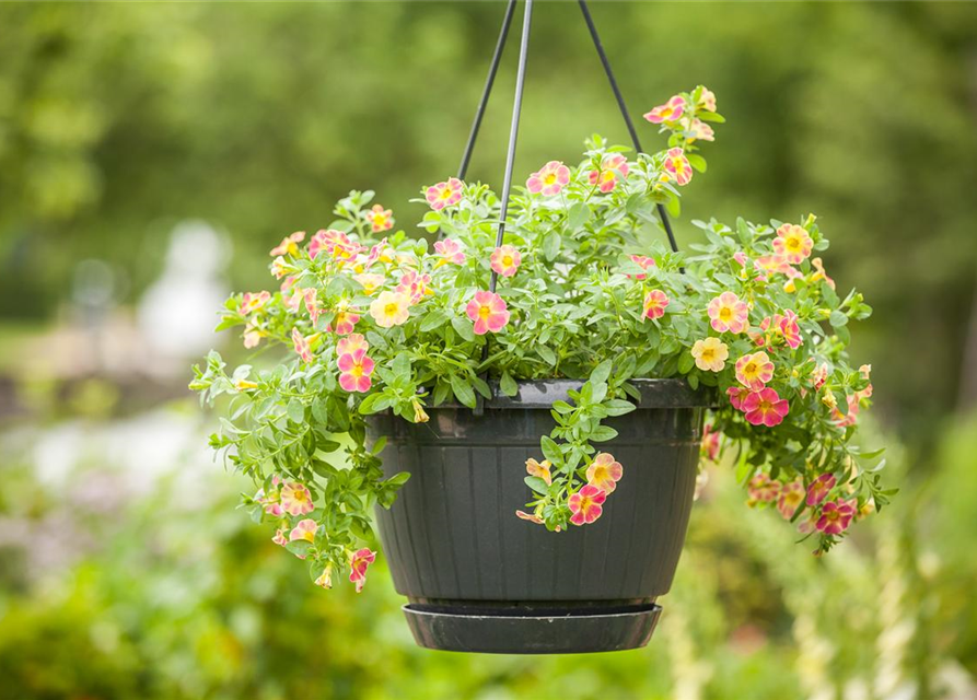 Calibrachoa Ampel