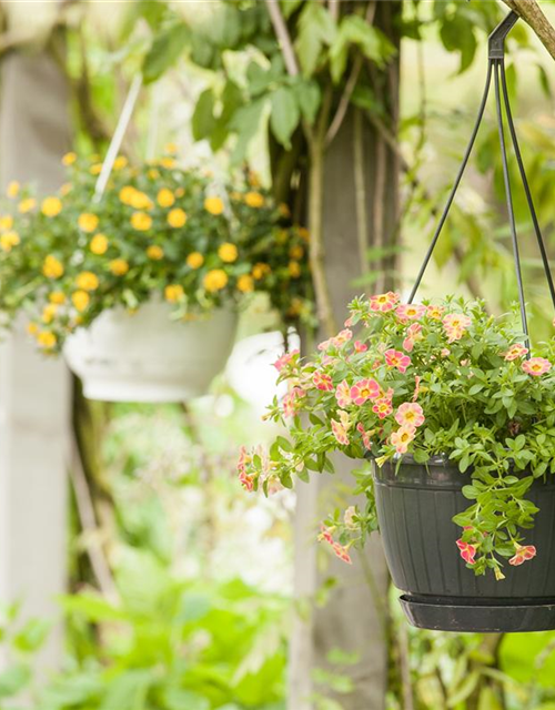 Calibrachoa Ampel