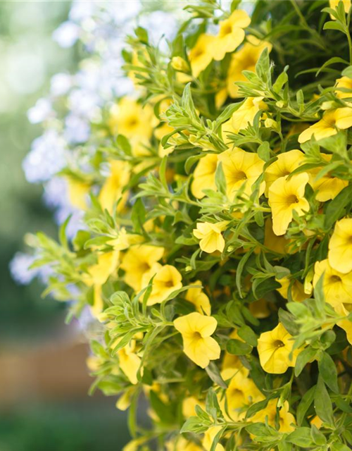 Calibrachoa Ampel