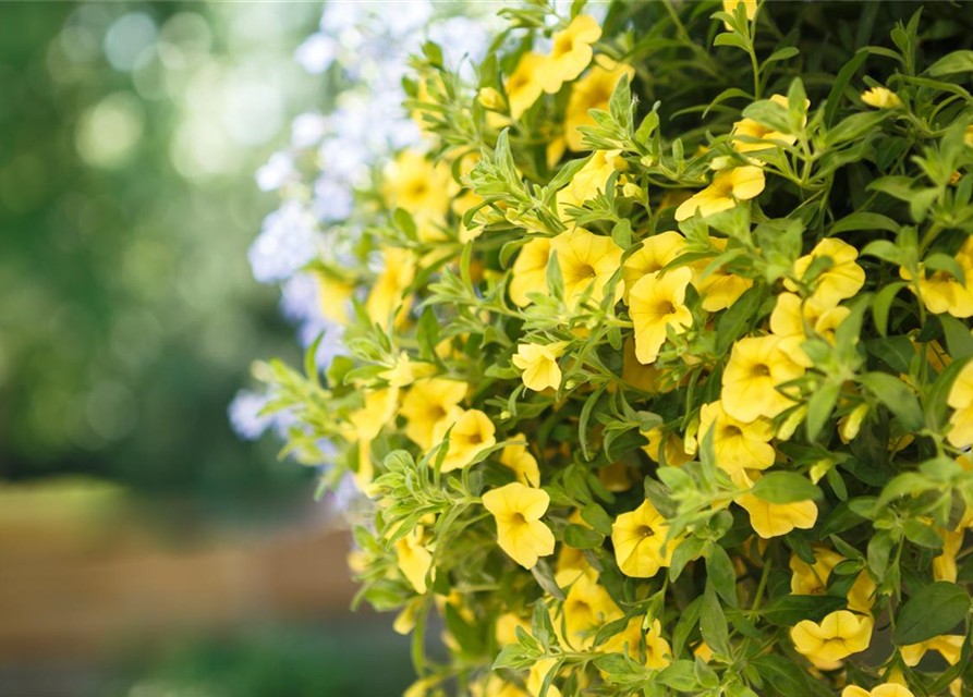 Calibrachoa Ampel