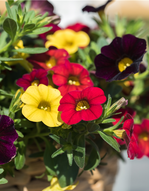 Calibrachoa Ampel