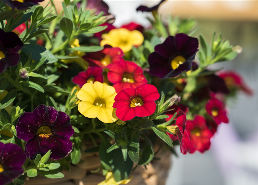 Calibrachoa Ampel