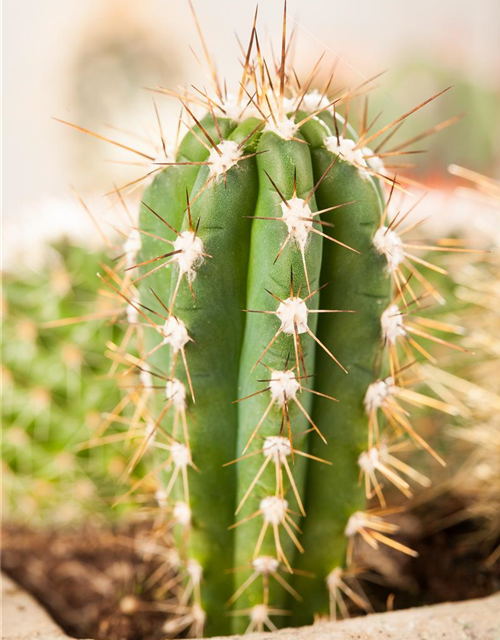 Cereus peruvianus