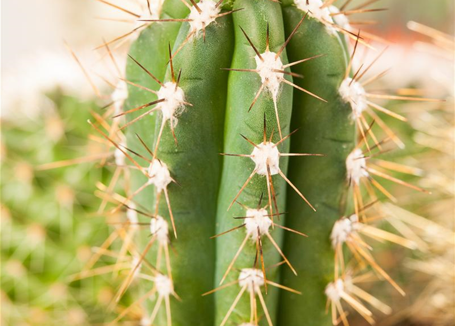 Cereus peruvianus